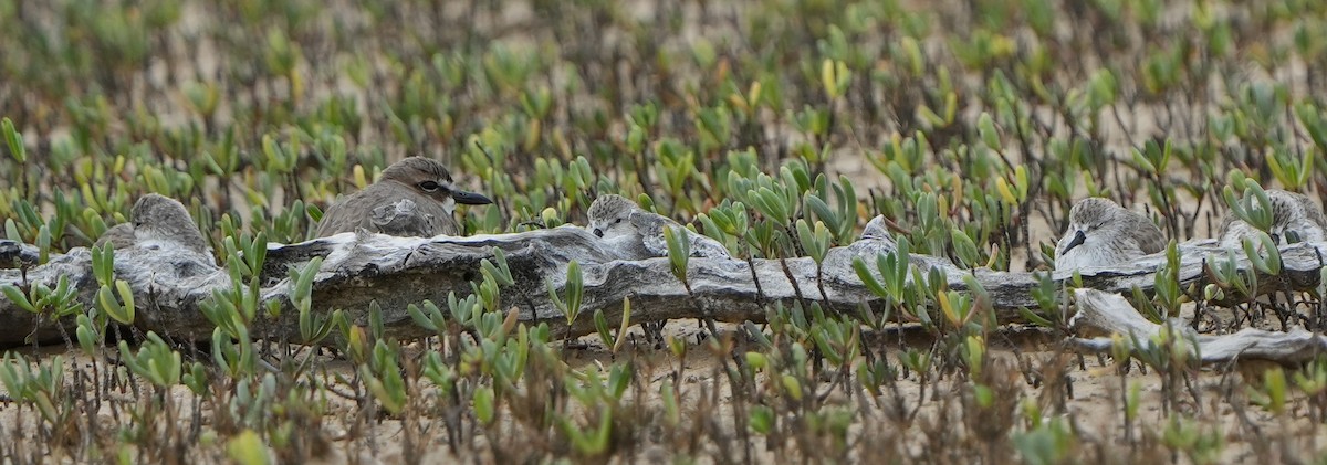 Cüce Kumkuşu - ML612651685