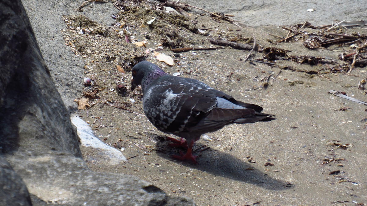 Rock Pigeon (Feral Pigeon) - ML612651814