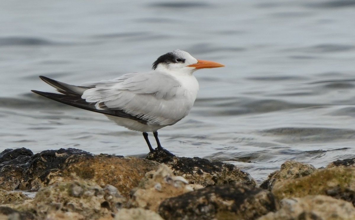 Royal Tern - ML612651845