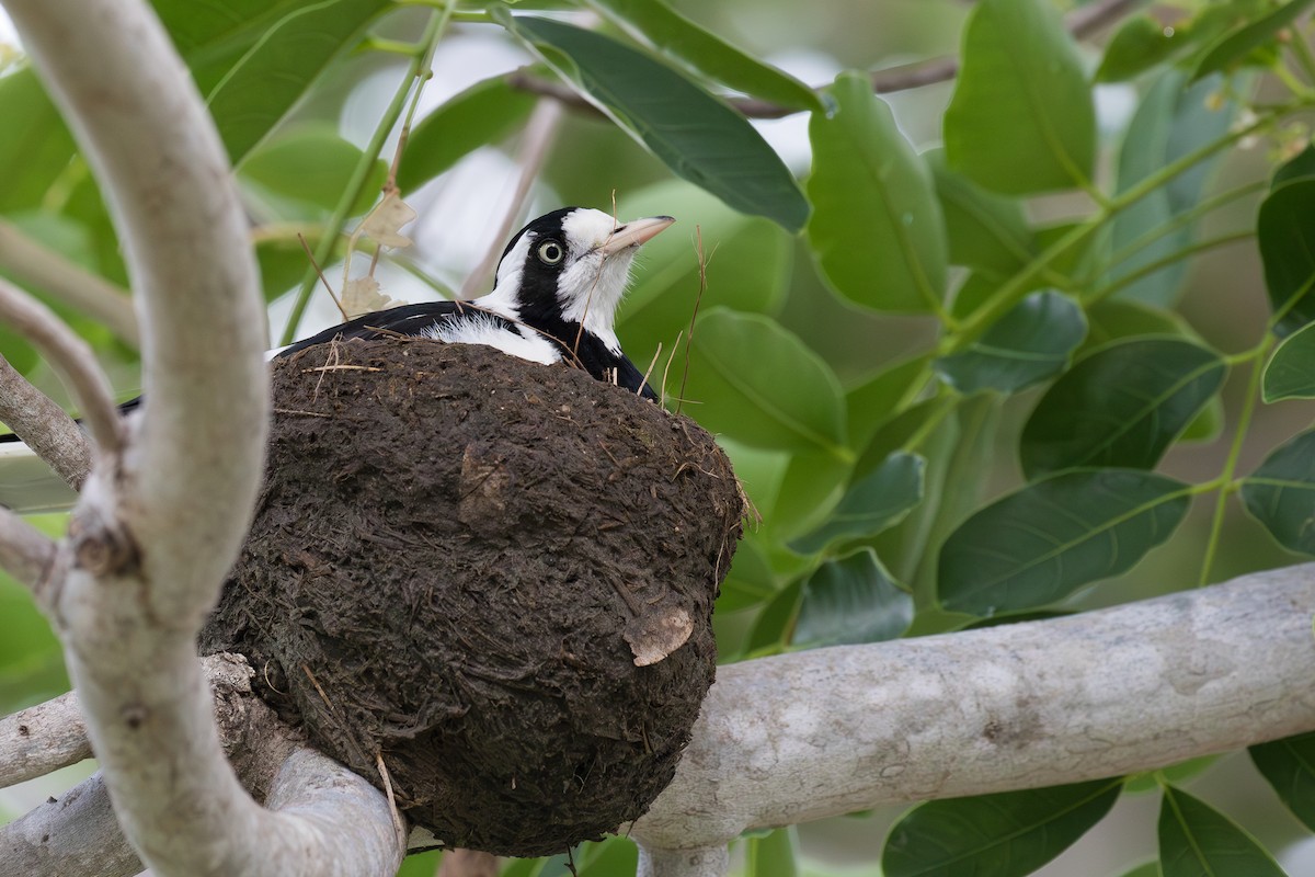 Magpie-lark - ML612651927