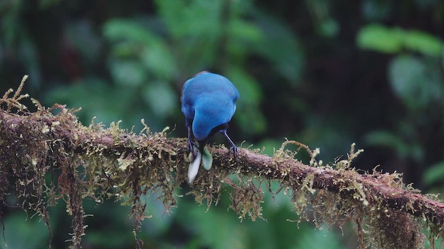 Turquoise Jay - ML612651949