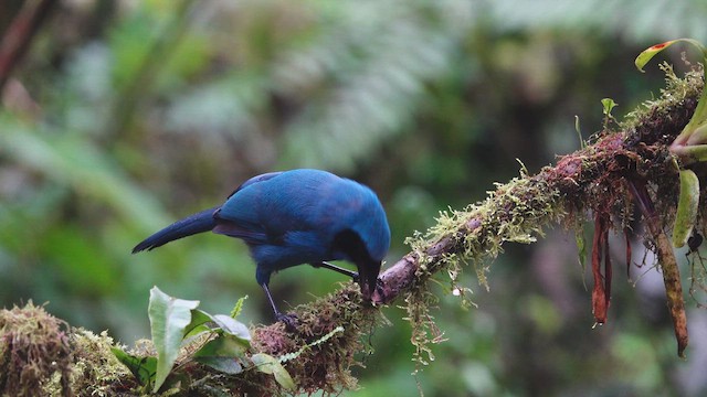 Turquoise Jay - ML612651954