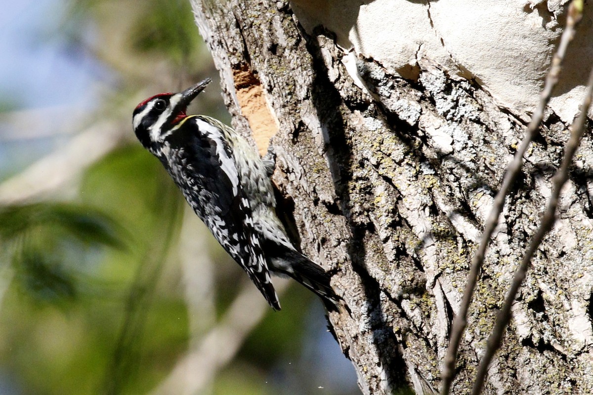 Yellow-bellied Sapsucker - ML612652006