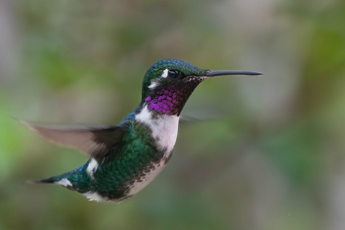 White-bellied Woodstar - ML612652098