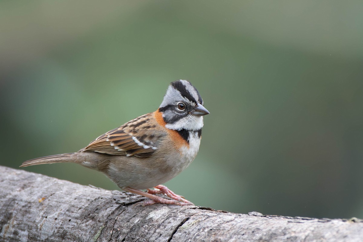 Rufous-collared Sparrow - ML612652106