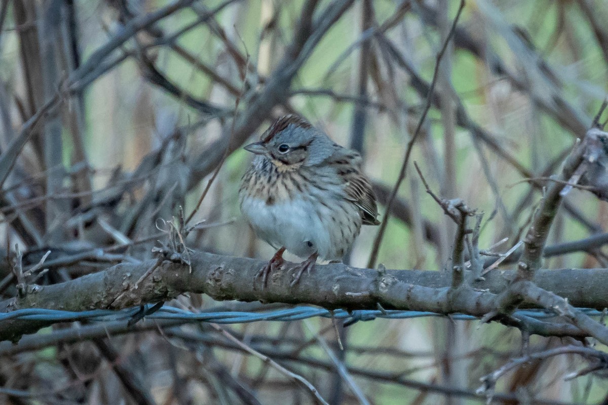 Lincoln's Sparrow - Laurie Sheppard