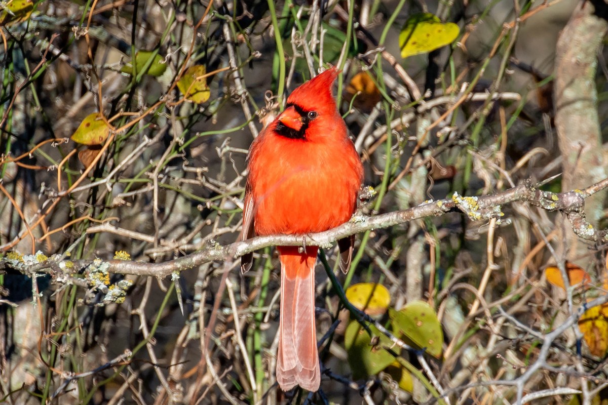 Northern Cardinal - Laurie Sheppard