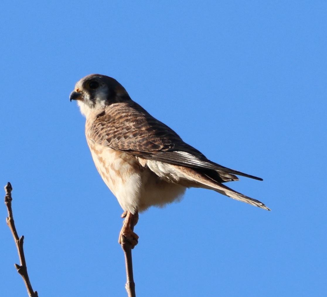 American Kestrel - ML612652125