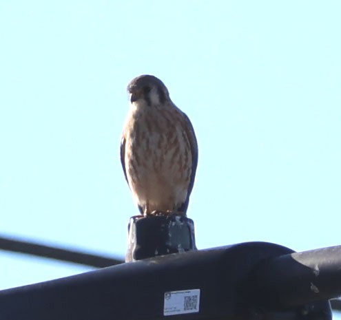 American Kestrel - ML612652126