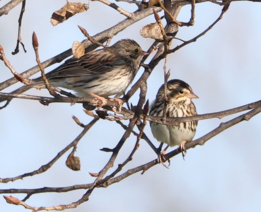 Savannah Sparrow - ML612652136