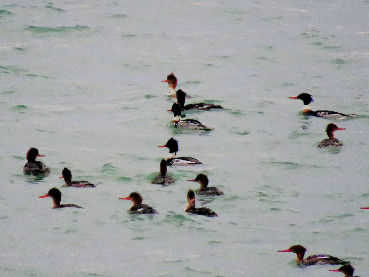 Red-breasted Merganser - Bea Harrison