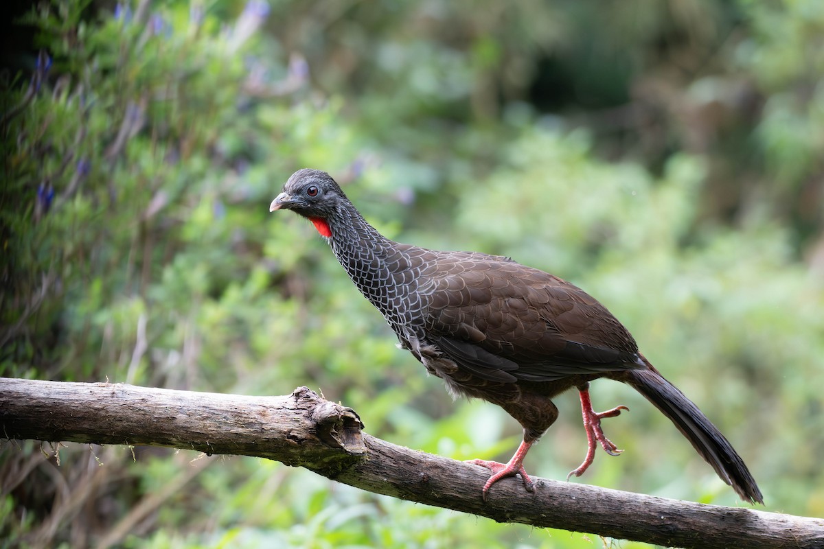 Andean Guan - ML612652280