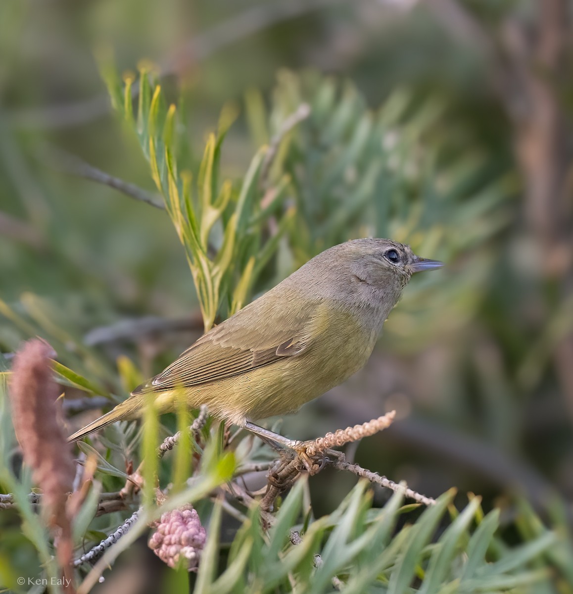 Orange-crowned Warbler (Gray-headed) - ML612652293