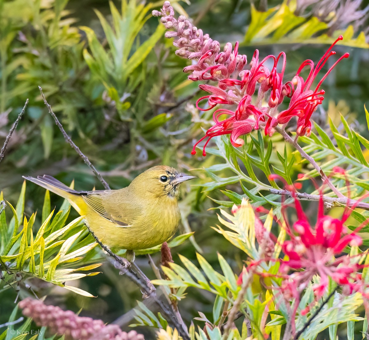 Orange-crowned Warbler (lutescens) - Ken Ealy