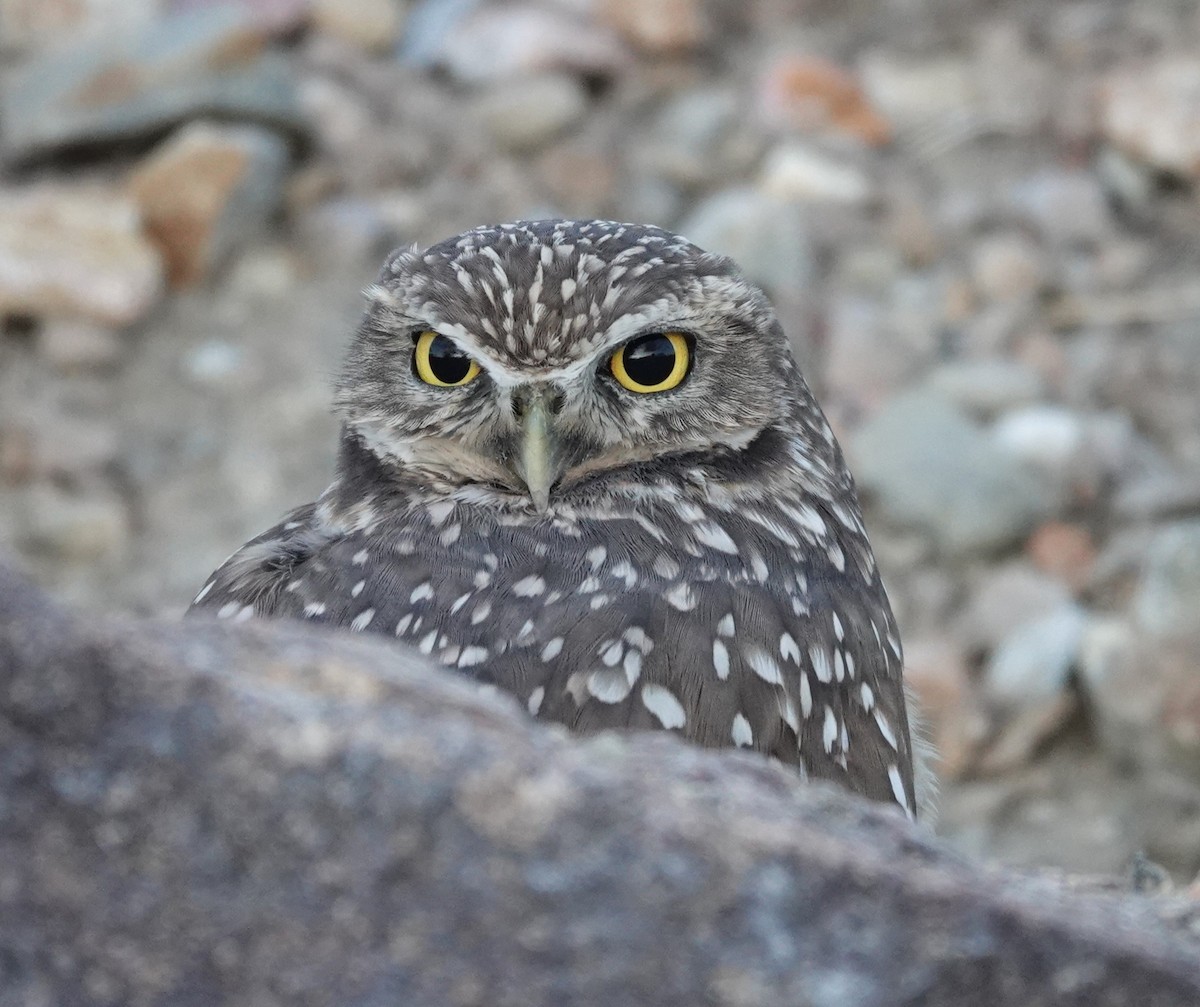 Burrowing Owl - ML612652361