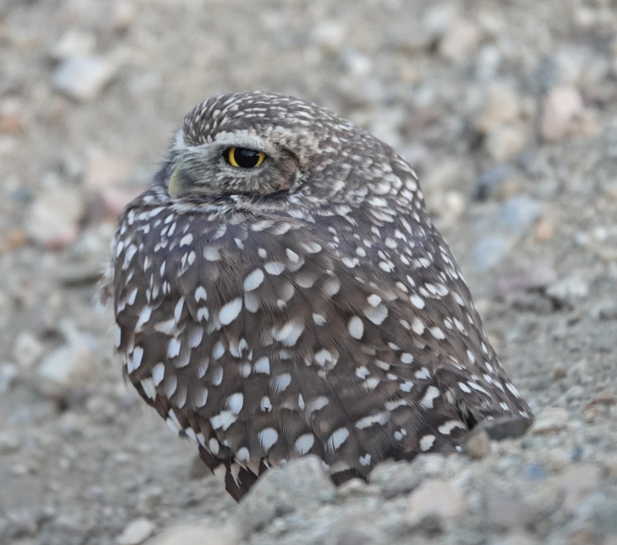 Burrowing Owl - ML612652365