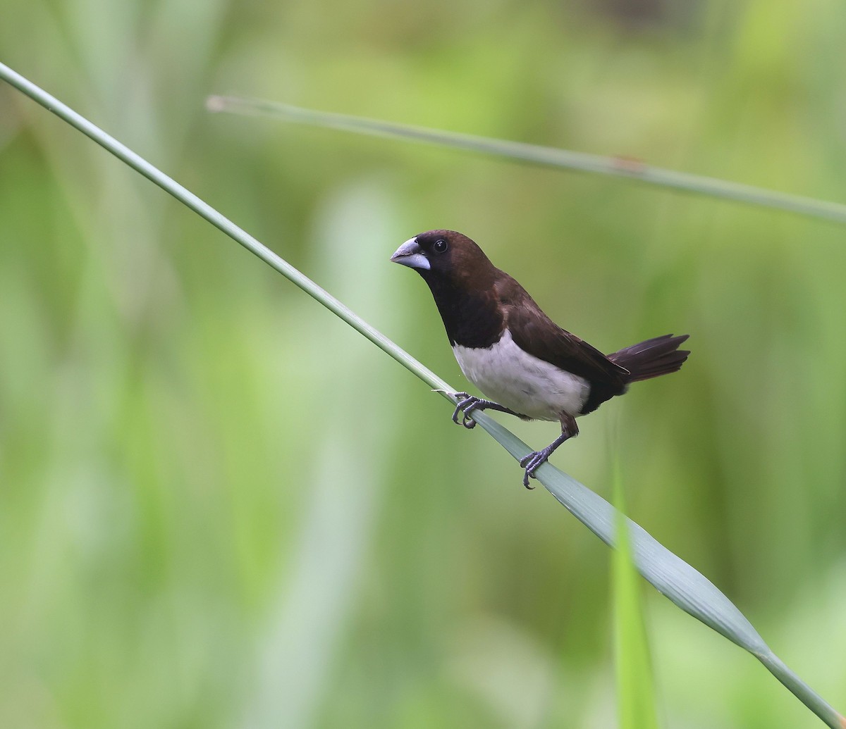 Javan Munia - Mika Ohtonen