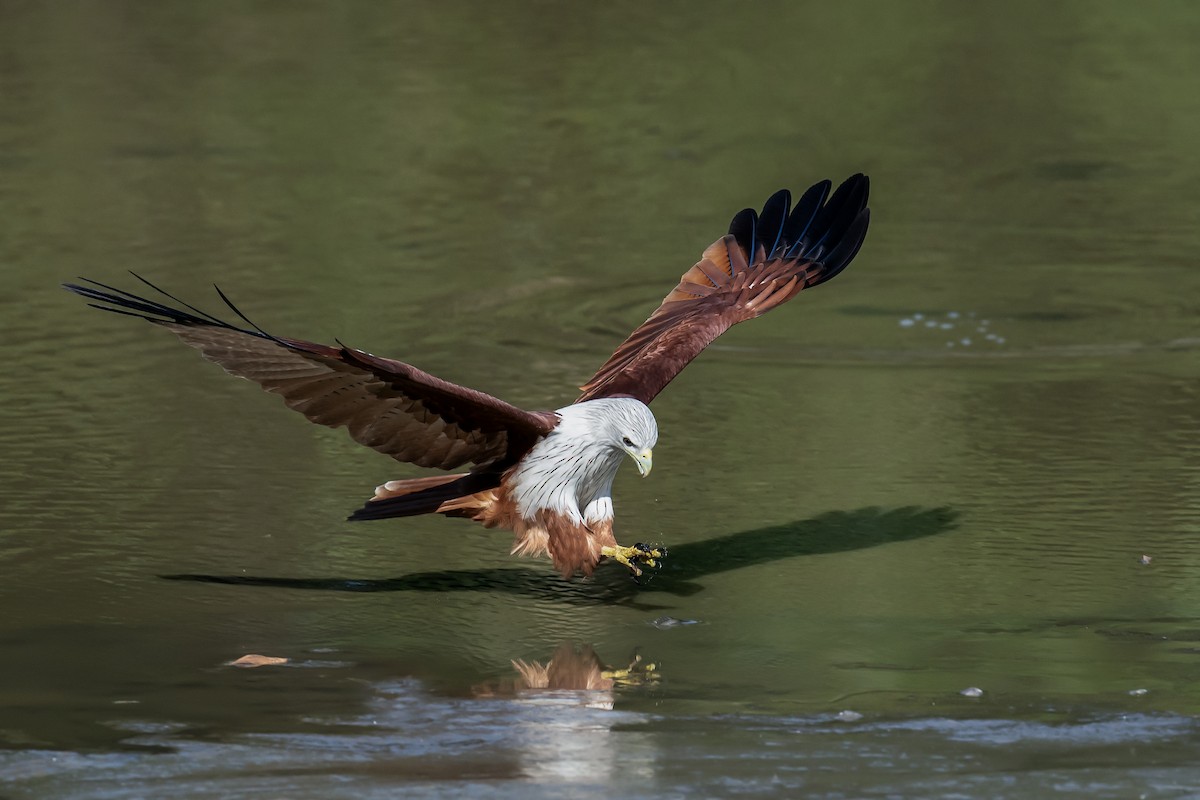 Brahminy Kite - ML612652538