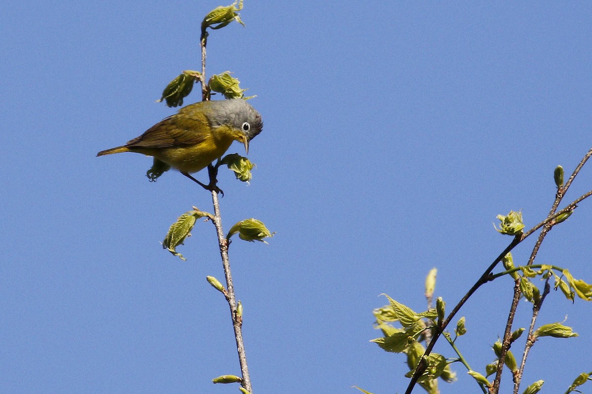 Nashville Warbler - Ted Keyel