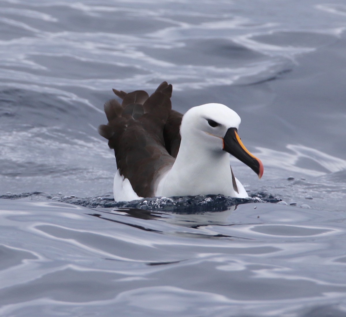 Indian Yellow-nosed Albatross - ML612652633