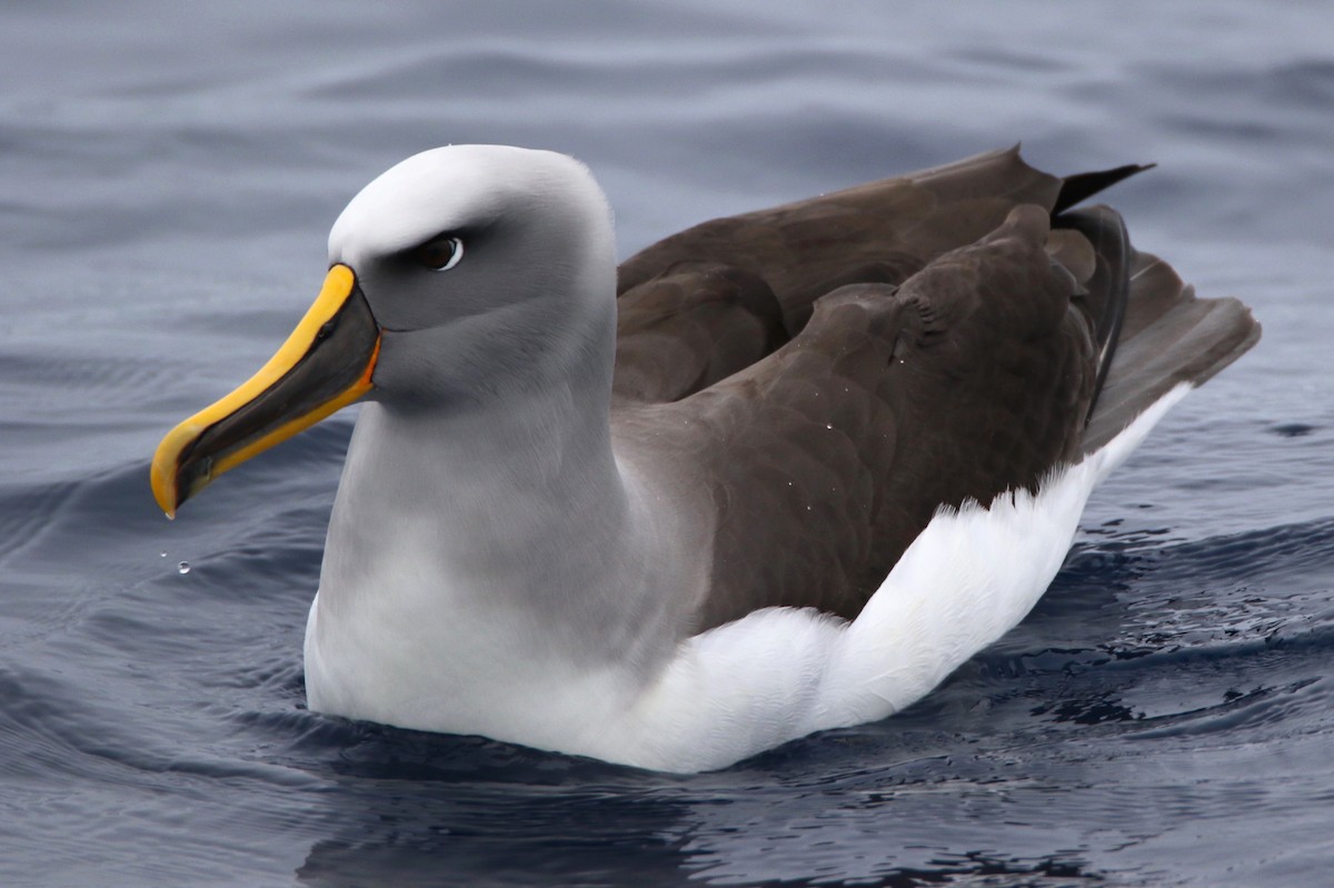 Buller's Albatross - Paul Coddington