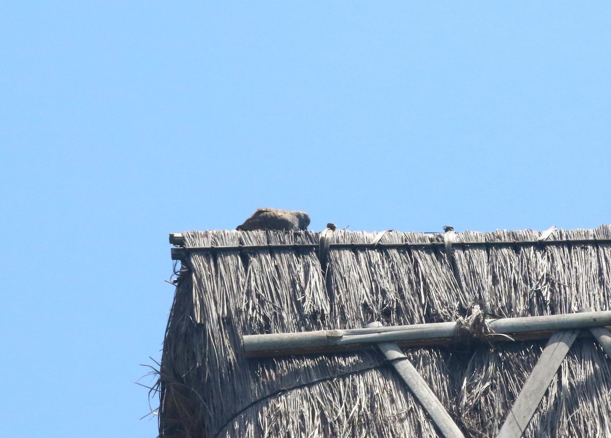 Zebra Dove - ML612652650