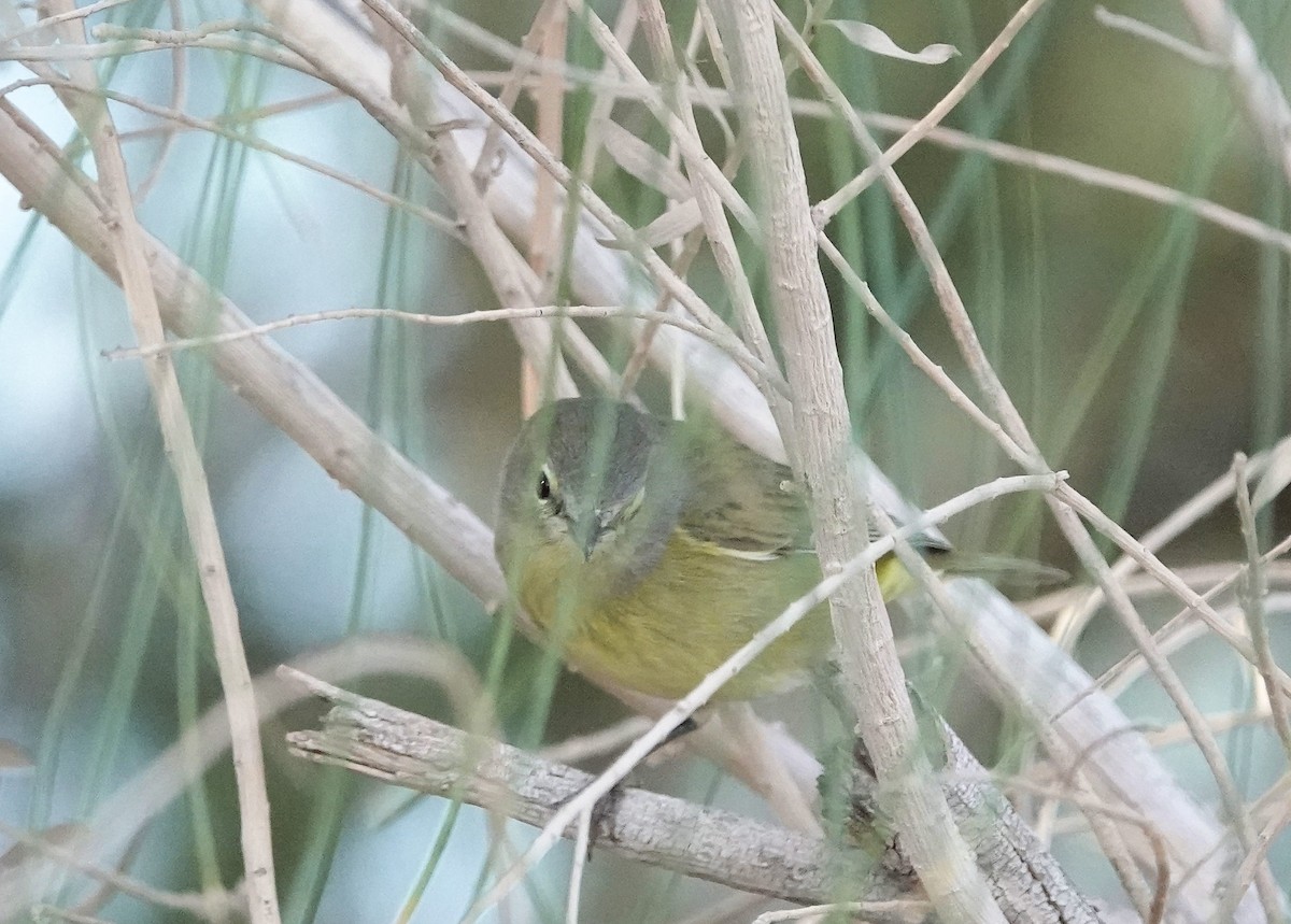 Orange-crowned Warbler - Henry Detwiler