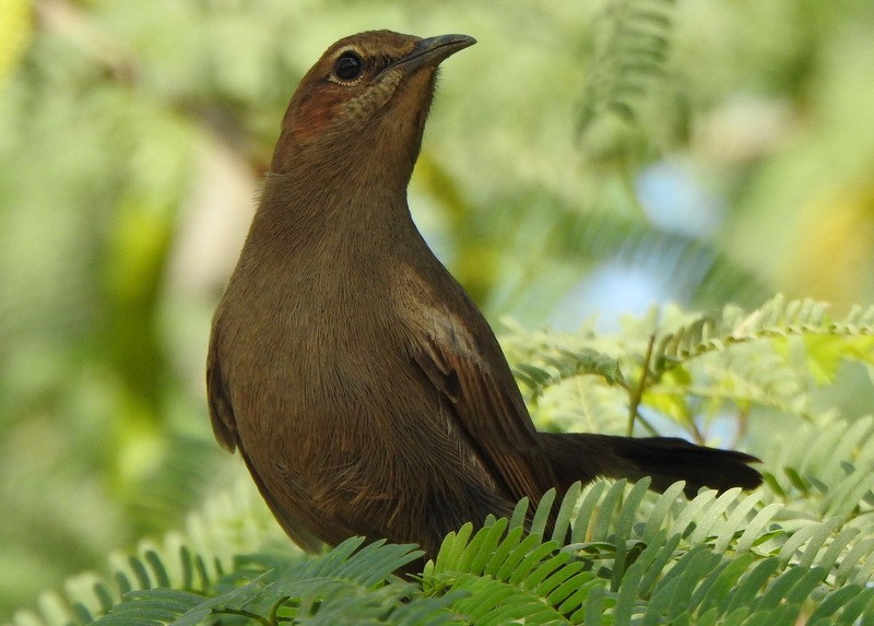 Indian Robin - ML612652712
