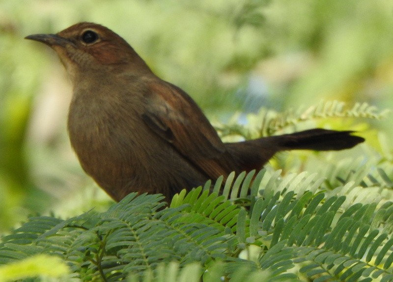 Indian Robin - ML612652713