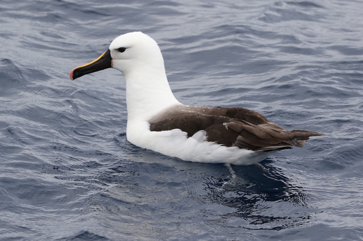 Indian Yellow-nosed Albatross - ML612652718