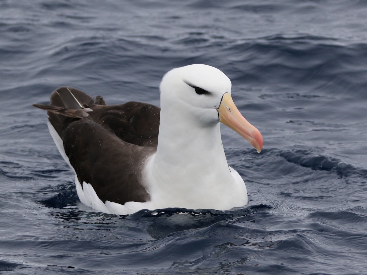 Black-browed Albatross - ML612652720