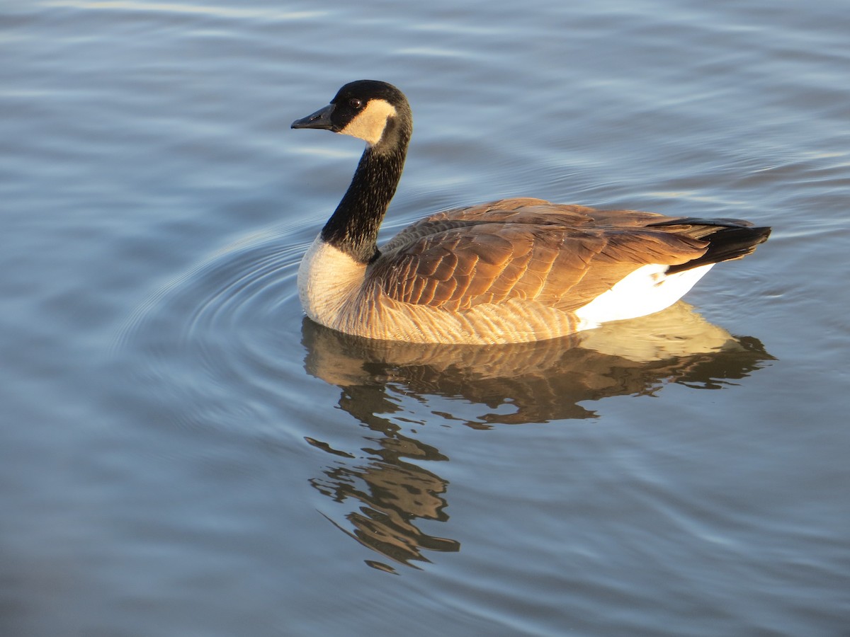 Canada Goose - ML612652733