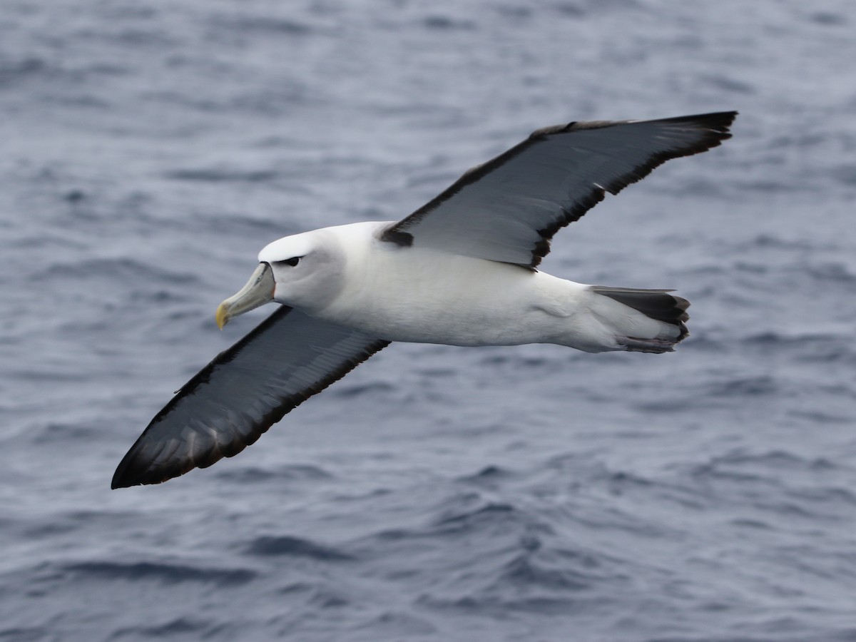 White-capped Albatross - ML612652736