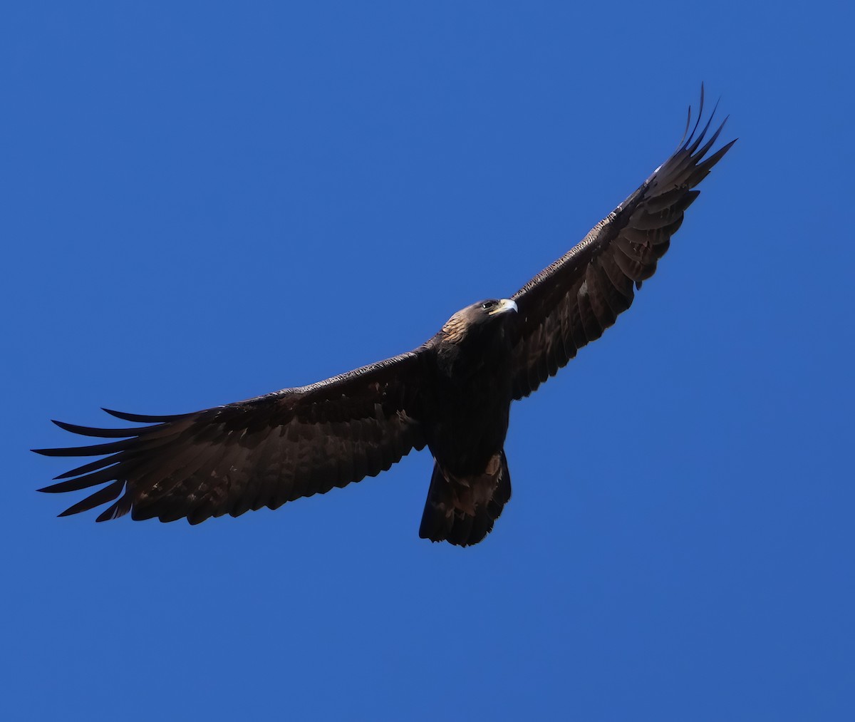 Golden Eagle - ML612652773