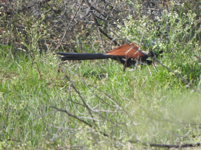 Greater Coucal - ML612652781
