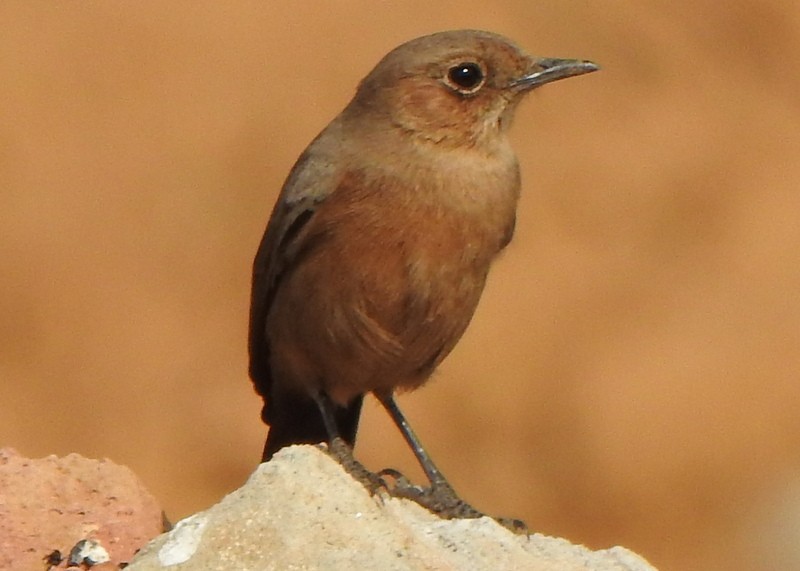 Brown Rock Chat - ML612652785