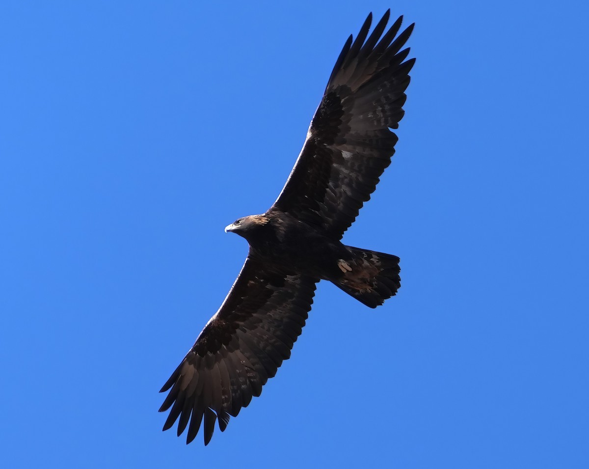 Águila Real - ML612652790