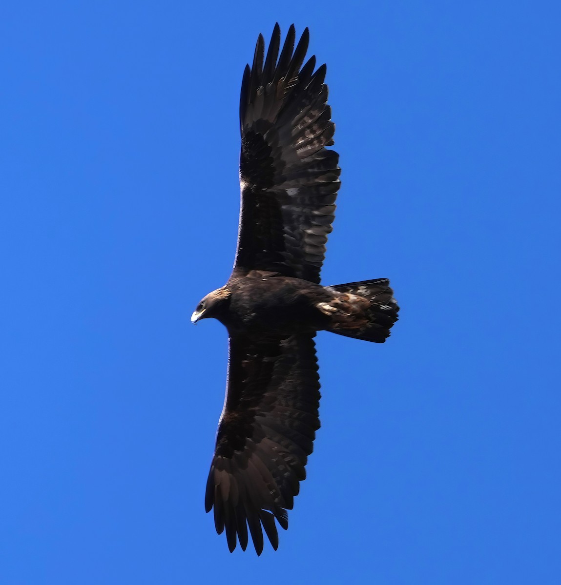 Águila Real - ML612652793