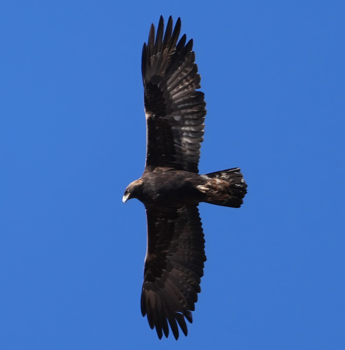 Águila Real - ML612652794