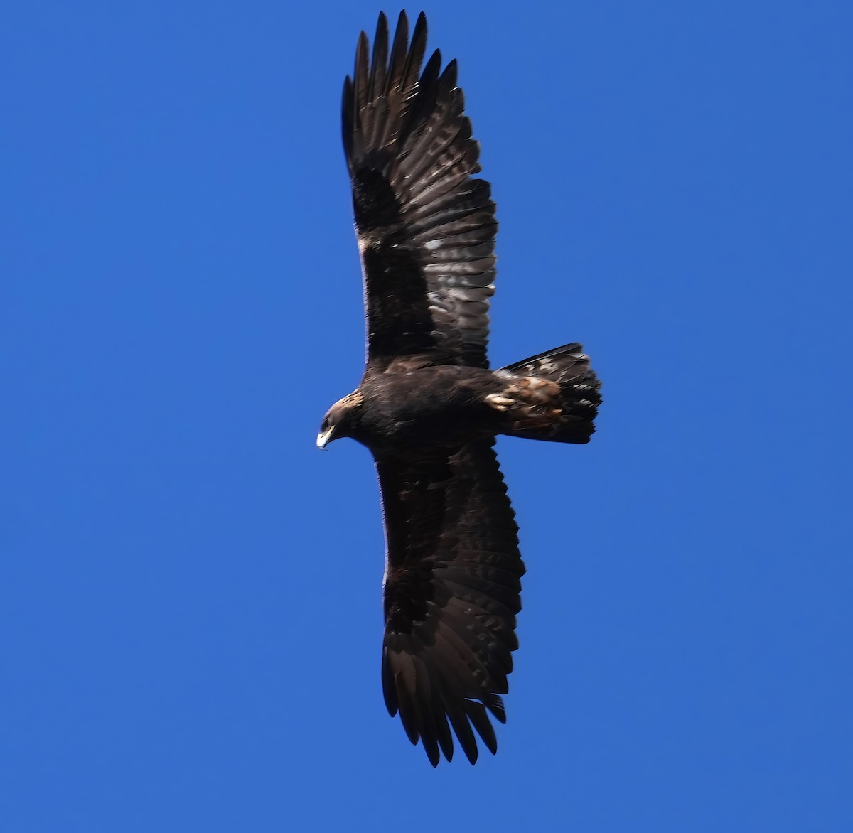 Águila Real - ML612652795