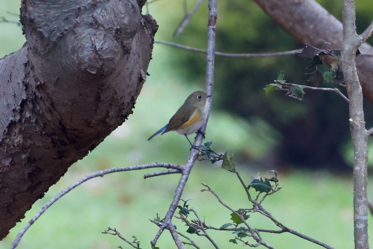 Red-flanked Bluetail - M B K