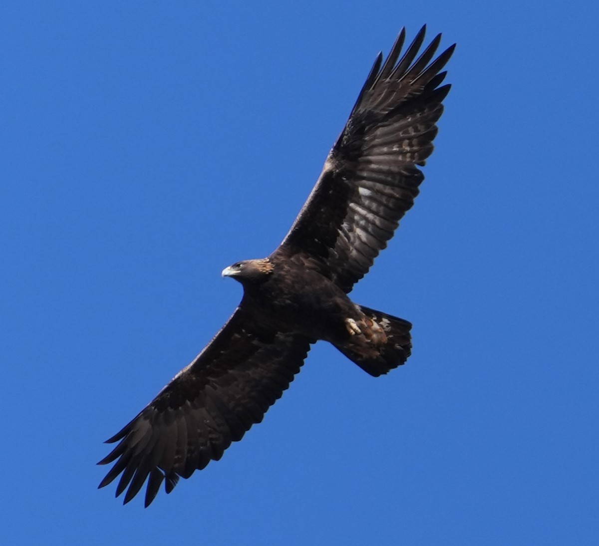 Golden Eagle - ML612652808