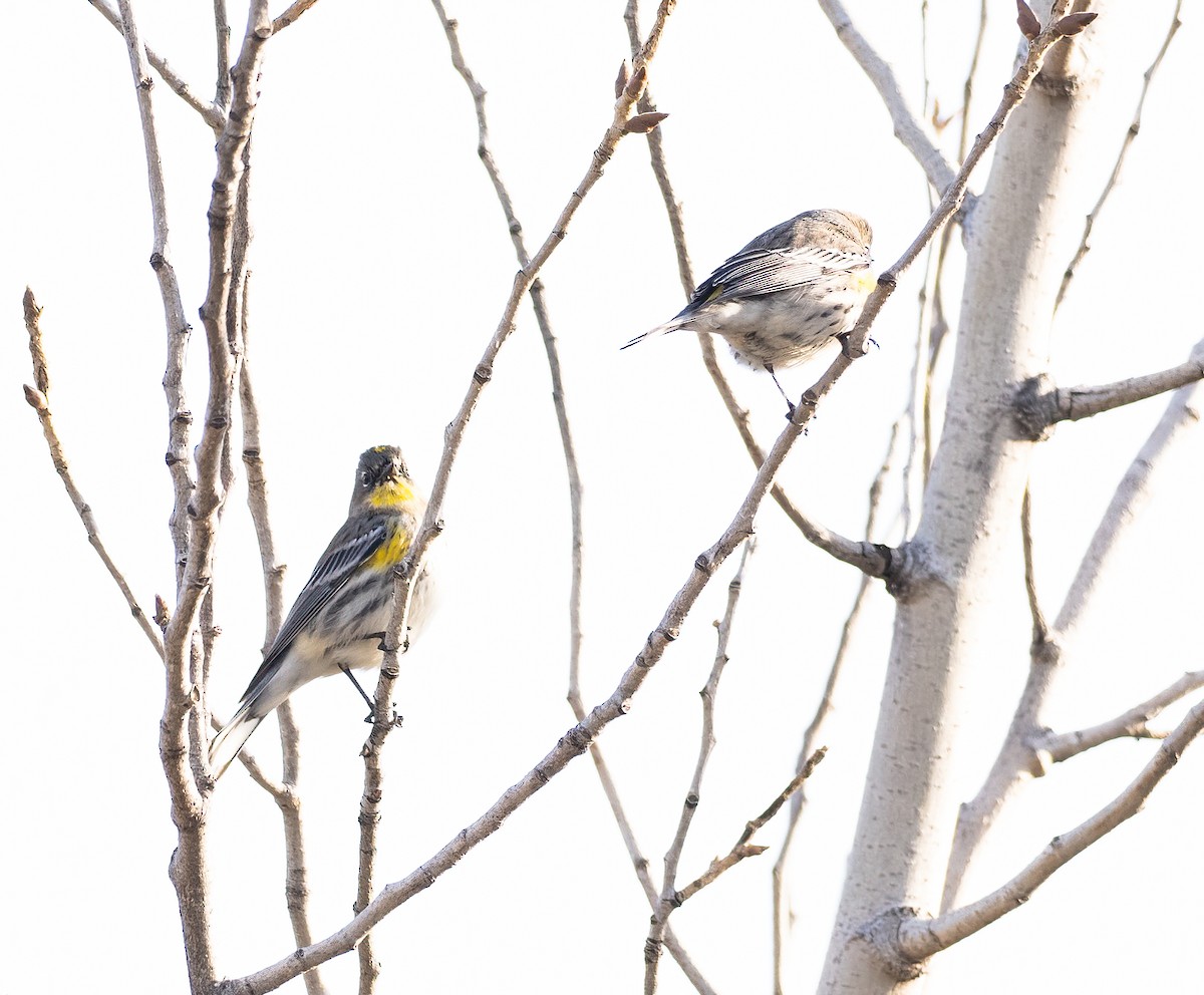 Yellow-rumped Warbler (Audubon's) - Ken Ealy