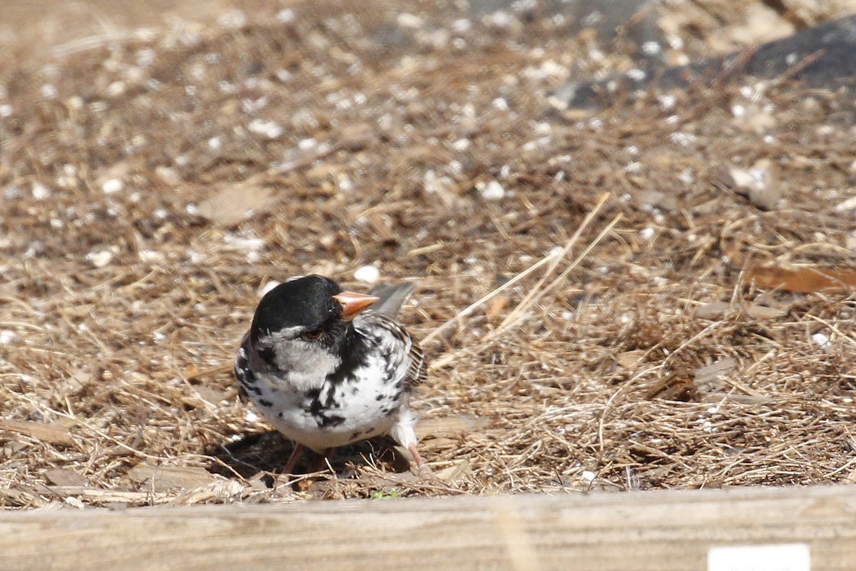 Harris's Sparrow - ML612652935