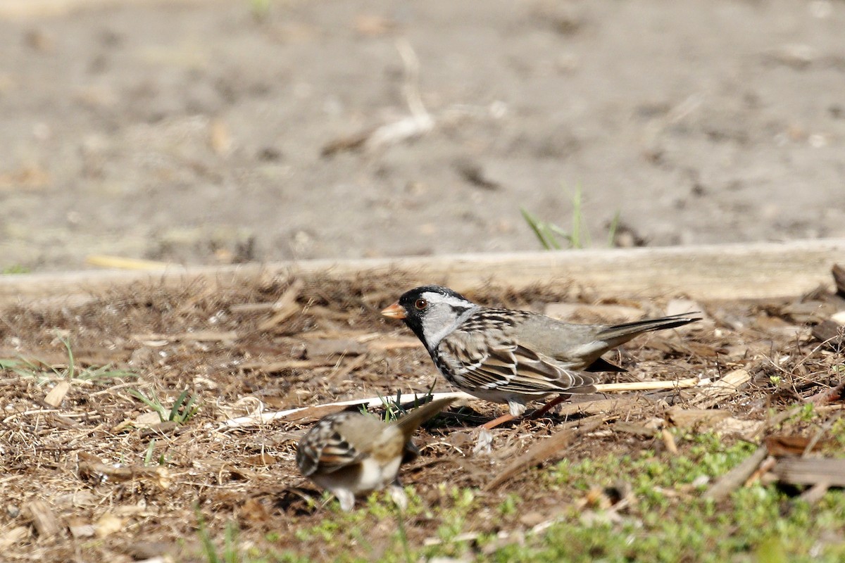 Harris's Sparrow - ML612652936