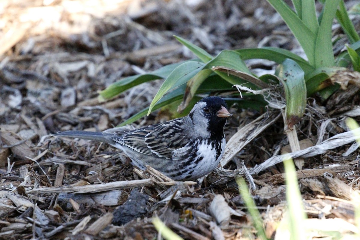 Harris's Sparrow - ML612652938