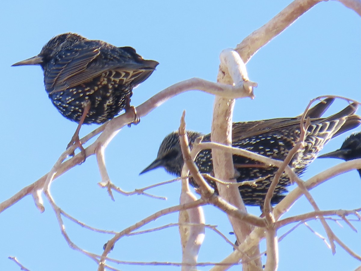 European Starling - ML612652970