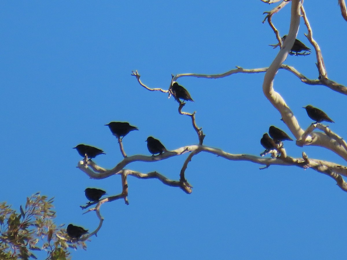 European Starling - ML612652971