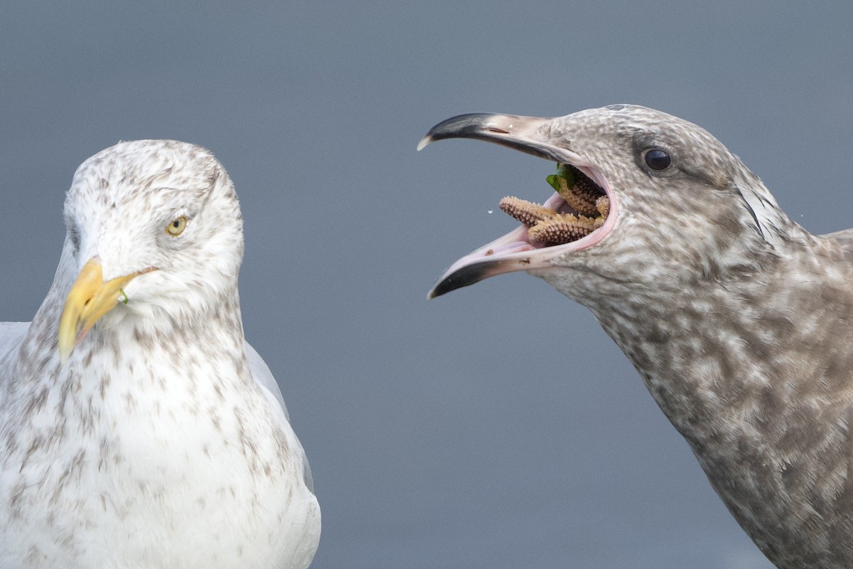 Herring Gull - ML612653029