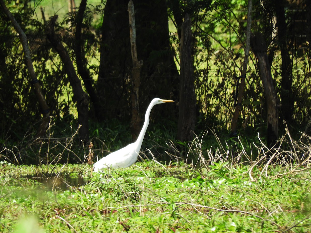 Great Egret - Maria Corriols